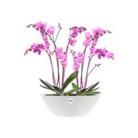 brussels diamond oval 36cm white